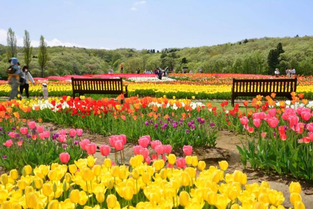 Echigo Hillside Park
